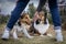 Two beautiful long haired rough collie dogs lying beside legs of owner