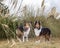 Two beautiful long haired rough collie dogs in nature setting