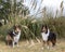 Two beautiful long haired rough collie dogs in nature setting