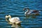 Two beautiful lovely swans on a blue lake