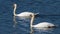 Two beautiful mute swans on the sea at Cuckmere Haven estuary salt marshes in East Sussex, England