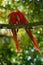 Two beautiful parrot on tree branch in nature habitat. Green habitat. Pair of big parrot Scarlet Macaw, Ara macao, two birds sitti