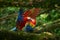 Two beautiful parrot on tree branch in nature habitat. Green habitat. Pair of big parrot Scarlet Macaw, Ara macao, two birds sitti