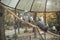 Two beautiful parrot in a zoo cage tropical gray bird i