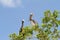 Two beautiful pelicans sitting on tree branches