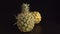 Two beautiful pineapples in the black background. Large fruits are similar to coniferous cones. Pineapple fruits are