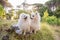 Two beautiful Pomeranian dogs in a forest