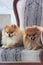 Two beautiful pomeranian puppies lie in a large armchair.