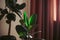 Two beautiful potted rubber ficus plants in the dark room with curtains