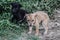 Two of the beautiful puppies or stray street dogs. Balck and white mates are enjoying every moment even in poverty