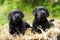 Two beautiful purebred black puppy dog Labrador