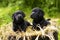 Two beautiful purebred black puppy dog Labrador