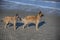Two beautiful purebred dogs standing on sand beach