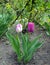 Two beautiful purple tulips growing in a botanical garden