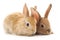 Two beautiful rabbits