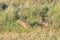 Two beautiful rabbits sitting in the meadow and searching for tatsy flowers.