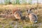 Two beautiful rabbits sitting in the meadow and snuffle each other.