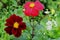 Two beautiful red dahlia flowers on a sunny day in the garden. Popular garden flowers. Dahlias are traditionally