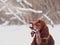 Two beautiful red irish setters running fast in forest in sunny winter day