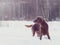 Two beautiful red irish setters running fast in forest in sunny winter day