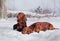 Two beautiful red irish setters running fast in forest in sunny winter day