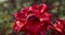 Two Beautiful red rose in the garden, selective focus, vintage color, dying plant in autumn, sad fall mood.