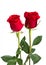 Two beautiful red roses on isolating background