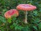 Two beautiful red toadstools