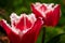 Two Beautiful red and white Tulip. One red and white Tulip in garden. Blurry tulips in a tulip garden