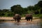 Two beautiful rhinos about to cross a river