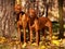 Two beautiful Rhodesian Ridgebacks