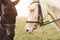 Two beautiful riding horses, brown and white, stand together with their heads to each other