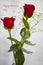 Two Beautiful Roses Close Up with Baby`s Breath in A Flute Vase