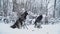 Two beautiful siberian huskies dogs on a lashes seat on the snow on the background of winter white forest