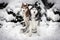 Two beautiful Siberian huskies dogs are sitting in the snow on the background of a winter landscape. Snow-covered