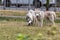 Two beautiful Siberian husky dogs run with their tongues hanging out during a morning walk in a city park.