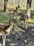 Two beautiful spotted deer at Wisconsin zoo