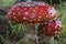 Two Beautiful Spotted Red Toadstools