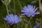 Two beautiful succory flower are growing on a spring meadow