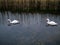 Two beautiful swans in a calm water. Family concept