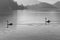 Two beautiful swans dancing synchronised on lake surrounded by mountains