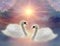 Two beautiful swans on lake over divine sky, sun and stars