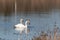 These two beautiful swans were floating across the pond when I took this picture. Pretty reflection and ripples coming from them.