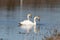These two beautiful swans were floating across the pond when I took this picture. Pretty reflection and ripples coming from them.