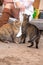 Two beautiful tabby farm cats