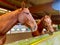 Two beautiful tall brown horses in the stables