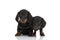 Two beautiful teckel dachshund puppies standing on white background