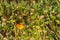 Two beautiful Thai butterflies atop a stunning group of tiny white and yellow flowers, in a Thai garden park.