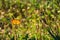 Two beautiful Thai butterflies atop a stunning group of tiny white and yellow flowers, in a Thai garden park.