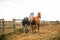 Two beautiful thoroghbred horses cantering in a pasture; freedom and together concepts